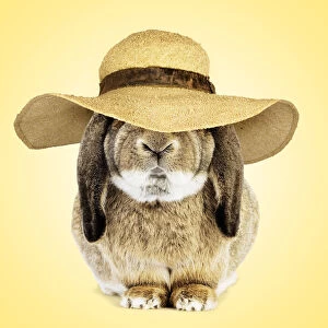 Grumpy Gallery: Belier Francais Rabbit wearing Easter bonnet / sun hat