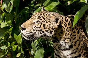 Belize, Belize City, Belize City Zoo. Jaguar