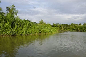 Ecosystem Gallery: Belize, District of Toledo, Monkey River