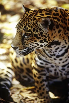 Belize, Jaguar in the Cockscomb Basin Jaquar