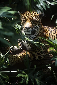 Belize, Jaguar in the Corkscomb Basin Jaguar