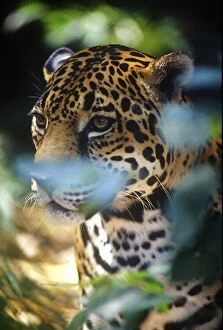 Images Dated 27th January 2010: Belize, Jaguar in the Corkscomb Basin Jaguar
