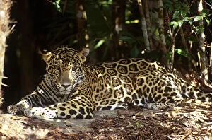 Belize, Jaguar in the Jaquar Preserve