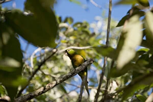 Belize, Placencia. Wild Olive-throated parakeet