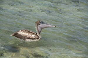 Belize, Stann Creek District. Laughing Bird