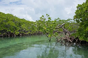 Mangrove Gallery: Belize, Tobacco Cay. Red mangrove (Rhizophora)