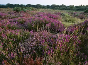 Grasses Prints: Bell Heather / Bell Ling - & Bristle Bent Dorset Heath Nr. Stoborough, UK