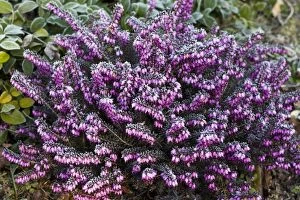 Images Dated 20th March 2011: Bell Heather - in garden - covered in frost