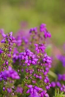 Images Dated 26th July 2012: Bell Heather - Summer