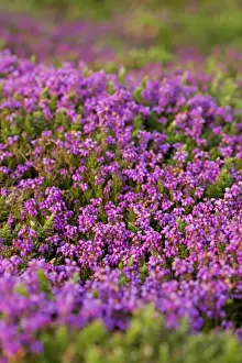 Heath Prints: Bell Heather - Summer - Cornwall, UK
