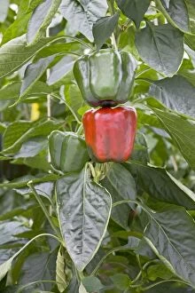 Images Dated 29th June 2012: Bell Peppers