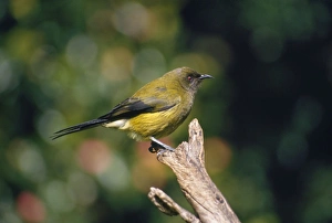 Images Dated 22nd November 2007: Bellbird Little Barrier Island, New Zealand
