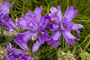 A bellflower relative (Edraianthus graminifolius) eastern Alps