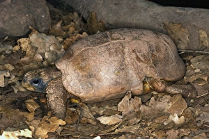 Images Dated 19th July 2006: Bell's hingeback tortoise