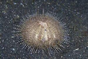 Images Dated 9th September 2007: Bell's Sea Urchin Juvenile with Zebra Urchin Crab