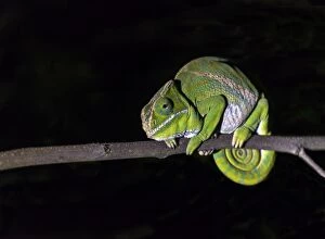 Chameleon Gallery: Belted Chameleon female on tree