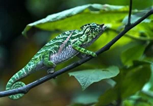 Chameleon Gallery: Belted Chameleon male on tree
