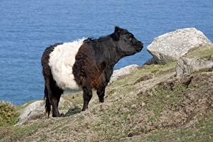Agricultural Collection: Belted Galloway Cow - coast - Cornwall - UK