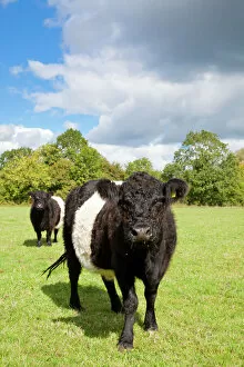 Farmland Collection: Belted Galloway - two cows in a field used for grazing a wild flower meadow - Wiltshire - England