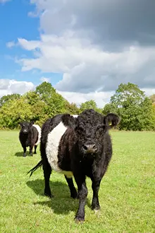 Cattle Prints: Belted Galloway - two cows in a field used for grazing a wild flower meadow - Wiltshire - England - UK