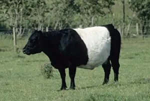 Belted Galloway - UK MA001726