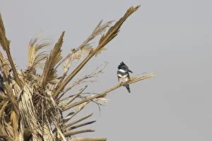 Alcyon Gallery: Belted Kingfisher