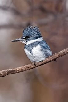 Alcyon Gallery: Belted Kingfisher - Adult male in winter - February