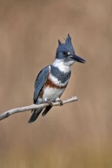 Alcyon Gallery: Belted Kingfisher - Ceryle alcyon - Adult male