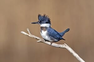 Belted Kingfisher - Ceryle alcyon - Male - December