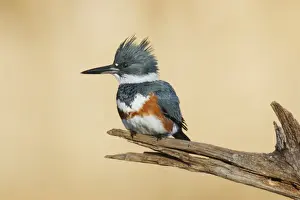 Kingfishers Prints: Belted Kingfisher - female