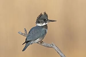 Alcyon Gallery: Belted Kingfisher - male