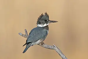 Ceryle Prints: Belted Kingfisher - male. December in CT, USA