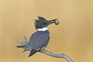 Images Dated 17th December 2009: Belted Kingfisher - male with fish in mouth - December in CT, USA