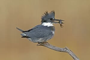 Images Dated 17th December 2009: Belted Kingfisher - male with fish in mouth - December in CT, USA