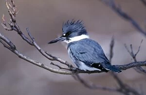 Belted KINGFISHER - male perched on branch