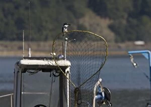 Alcyon Gallery: Belted Kingfisher - perched on fisherman's net on boat