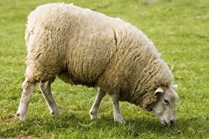 Images Dated 16th April 2007: Beltex double muscled sheep - grazing. Rare Breed Trust Cotswold Farm Park Temple Guiting near