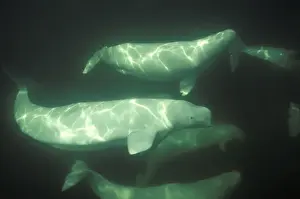 Beluga Churchill River estuary, Churchill, Manitoba, Canada