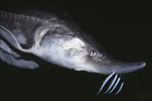 Beluga Sturgeon KEL 680 Caspian and Black Seas (Volga R. ) Endangered Huso huso © Ken Lucas / ARDEA LONDON