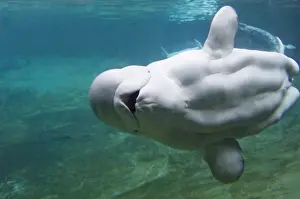 Aquariums Prints: BELUGA WHALE