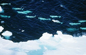 Whale Collection: Beluga Whale - aerial view Canadian Arctic