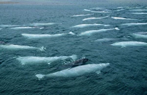 Calves Collection: Beluga Whale and Calf DOC 148 Canadian Arctic Delphinapterus leucas © Doc White / ARDEA LONDON