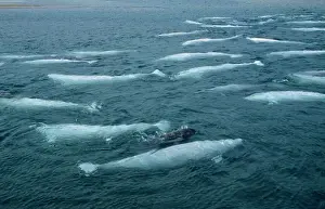 Beluga Whale and Calf DOC 148 Canadian Arctic Delphinapterus leucas © Doc White / ARDEA LONDON