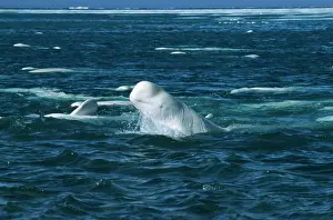 Emerging Prints: Beluga Whale DOC 155 Canadian arctic Delphinapterus leucas © Doc White / ARDEA LONDON