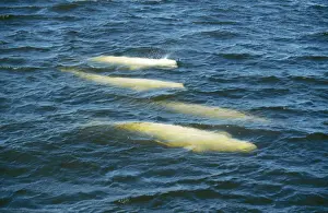 Beluga Prints: Beluga Whale FG 8486 Churchill river