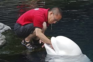 Images Dated 28th May 2008: Beluga Whale - with handler
