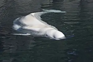 Beluga Prints: Beluga Whale - in water. Vancouver aquarium. Canada