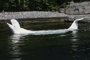 Beluga Whale - in water. Vancouver aquarium. Canada