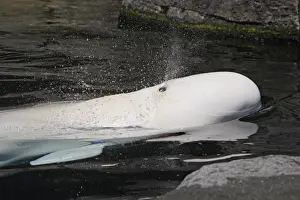 Beluga Whale - in water. Vancouver aquarium. Canada
