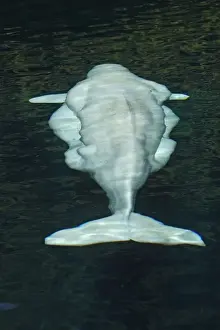 Beluga Prints: Beluga Whale - in water - view from above. Vancouver aquarium. Canada
